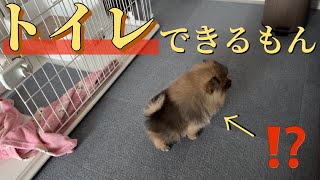 【子犬】トイレトレーニングに苦戦する、生後2ヶ月のポメラニアン【トイレ】