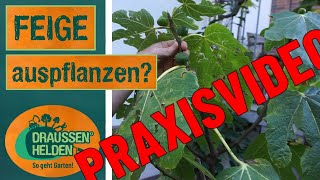 Feige auspflanzen - geht das überhaupt?