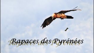 Rapaces des PYRÉNÉES ....(vautour percnoptère. gypaète barbu. milan royal...)