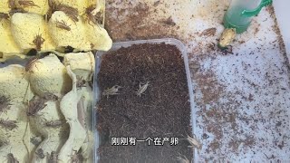 又學會了個新技能，看看冬天怎麼繁殖蟋蟀？