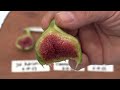 early figs in michigan june 15 2023 jh adriatic campaniere nordland part 2 @backyardfigs