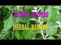 KIDNEY STONES - URINARY CALCULI-HERBAL REMEDY KIDNEY STONES - URINARY CALCULI-HERBAL REMEDY