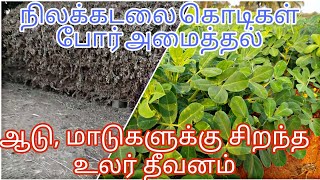 ஆடு, மாடுகளுக்குக்கான சிறந்த உலர் தீவனம் (கடலை கொடி) @ Aadhi Agriculture