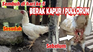 WAJIB TAU‼️CARA MENGATASI DAN MENGOBATI BERAK KAPUR PADA AYAM KAMPUNG