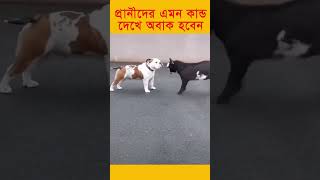 প্রানীরা কেন এমন সব কান্ড করে, আপনী জানলে অবাক হবেন