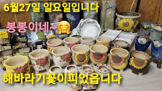 6월27일 봉봉이네화분#공방분#수제분#예쁘고다양한화분구경오세요😊5만이상택배무료