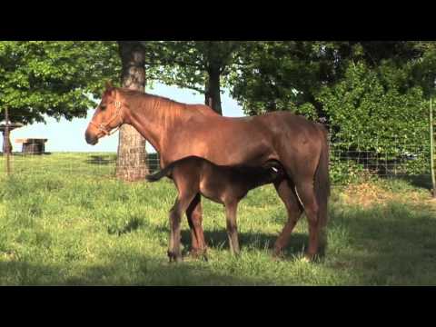 Mare And Foal With The Young Horse Feeding From The Mothers Nutritious ...