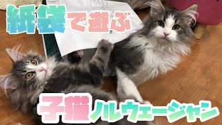 【子猫兄弟】楽しく遊ぶノルウェージャンフォレストキャットの子猫に…？