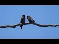 dollar birds wooroolin wetlands near kingaroy qld