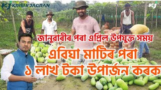 Ash Gourd Farming Time \u0026 Process। আহি আছে কোমোৰা খেতিৰ সময়। গ্ৰীষ্মকালীন উদ্যান শস্যৰ খেতি।