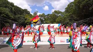 とらっくよさこい（ちふれ）＜欅賞＞【4K】／神宮会館ステージ／原宿表参道元氣祭スーパーよさこい 2024（2日目）