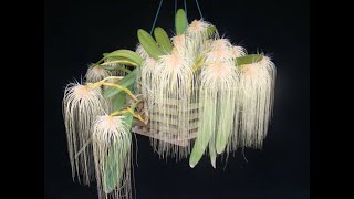 Bulbophyllum medusae,  Dicas de Cultivo de Orquídeas.