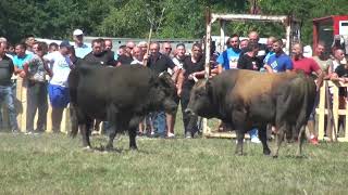 MEDONJA (vl. Jozo Blazevic) - GARO (vl. Dragan i Serif) - BRESTOVSKO - KISELJAK 08.08.2021.