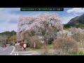 宮崎県 観光 2022 4 2 浄専寺 の 垂れ桜🌸、 西都原古墳 の 菜の花 桜🌸