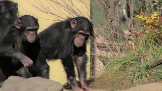 リュウ家族と双子ガール  155  Ryu family \u0026 twin girls  chimpanzee