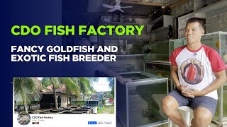 CDO Fish Factory: Fancy Goldfish and Exotic Fish Breeder