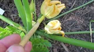 Identifying Male and Female Squash Flowers & How to Hand Pollinate: Basic Intro -TRG 2014