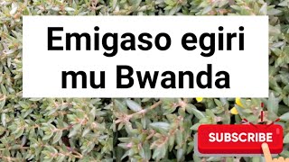 Guno omuddo guyitibwa bwanda @SSENGABIROOTONEDDAGALA