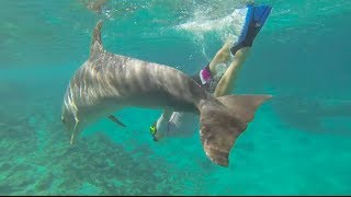 Our dolphin snorkel (free dive) at Dolphin Academy Curacao (2014 -  Eni & Laci)