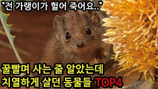 꿀빨며 사는 줄 알았는데 치열하게 살아가던 동물들 TOP4