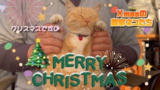 【12/25】🎄クリスマスも農家ネコたちは安定の平常運転🐈‍⬛🐈【農園生活ダイジェスト】