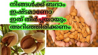 If You Eat Soaked Almonds Every Morning Before Breakfast #ബദാം കഴിക്കുമ്പോൾ ശ്രദ്ധിക്കേണ്ട കാര്യങ്ങൾ