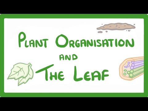 What are the openings in the outer layer of the leaves of a plant called?