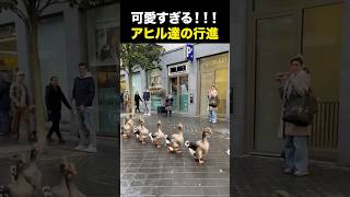 あまりにも可愛すぎる行進#海外の反応 #海外のリアクション #外国人 #おもしろ動画 #ドッキリ #動物