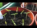 How To Germinate Chilly Seeds? | Grow Chilly From Seeds At Home | Whimsy Crafter