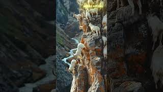 Goat Herd Climbs 90-Degree Cliff with Ease! 🐐⛰️ | Incredible Animal Agility