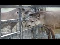 アメリカバクの鳴き声　京都市動物園　2015.5.27