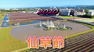 2020 桃園 楊梅 仙草🌹節