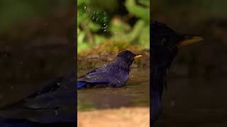 Blue Whistling-Thrush