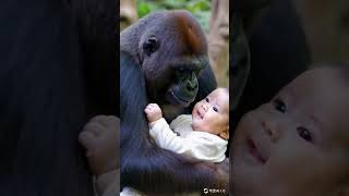 The moment of love between gorillas and babies #gorilla #cute #animals#baby #shorts #funny #love