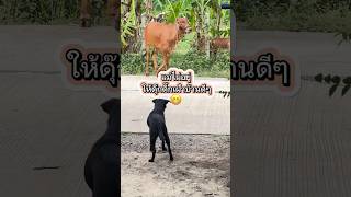 แม่บอกให้อยู่เฝ้าบ้าน😁 #funny #funnydog #dog #คลายเครียด #ตลกฮาฮา #lovelydog #shorts #สุนัข #น่ารัก