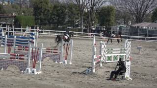 第54回東都学生馬術大会　複合馬術競技　障害馬術競技　2年　大岩　桃子　桜隼