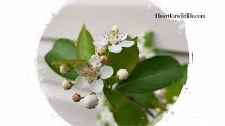 How to grow Chokecherry