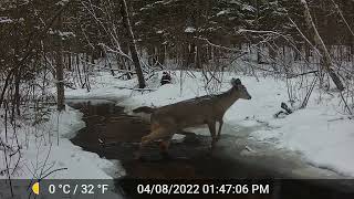 April 3rd-15th 2022 Trail Cam Videos Tomahawk Wisconsin