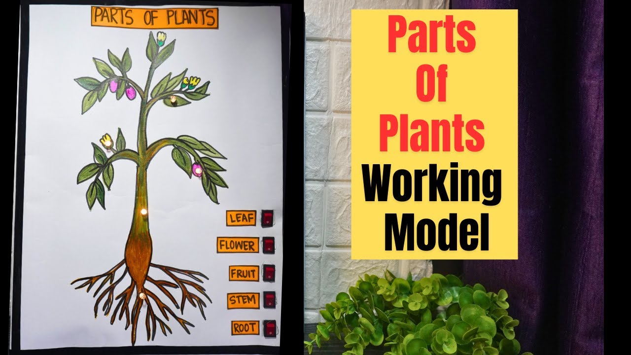 Parts Of Plants Working Model Different Parts Of A Plant Model