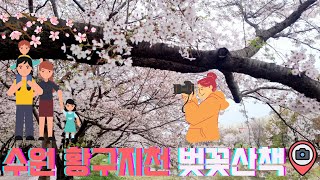 [⭐수원 벚꽃명소🌸] 수원 벚꽃길추천📷 황구지천 벚꽃길💖