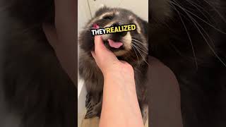 This raccoon was rescued by these people. What happened next was unexpected.. 🥹 🙏 #shorts