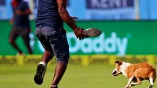 Dog enter in cricket stadium | Dog interrupts cricket match | कुत्ते ने किया कमाल
