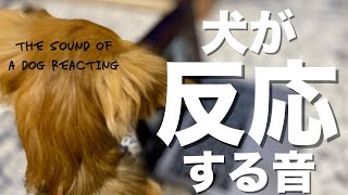 犬が反応する音を聞かせたら申し訳なくなった【チワックス】【チワワとミニチュアダックスフンドのミックス犬】