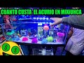 Cuanto cuesta armar una acuario en mercado de los peces Mixiuhca Mario Blogs