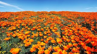 California Spring Flowers In 4K UHD - Ambient/Drone Film +  Healing Music | Southern California 2019