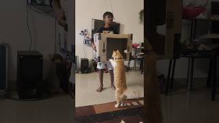 கலைல எப்படி விளையாடு காற்றீங்க #trendingshorts #catversion #vadivelucomedyscene #mindvoice