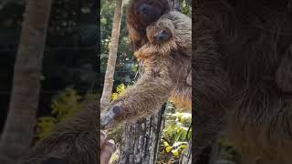 Mama Sloth Says Thanks after baby Sloth dropped!