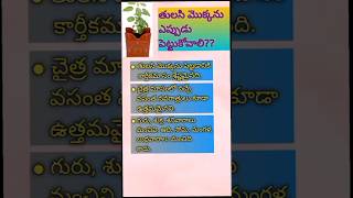 tulsi#tulsi mokkanu eppudu pettukovali#tulsi plant at home#youtube shorts#viral#trending