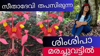 ശിംശിപാ - സീതാദേവിയെ  രാവണൻ  തട്ടിക്കൊണ്ടു  പോയിരുത്തിയിരുന്ന  മരം / Shimshipa tree