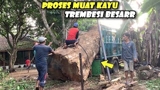 PROSES MUAT KAYU LOG TREMBESI \u0026 MUNGGUR BESAR KE TRUK BM OFFICIAL